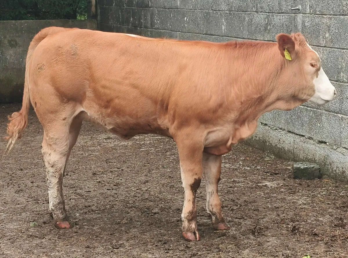 Weanling Heifers For Sale - Image 3
