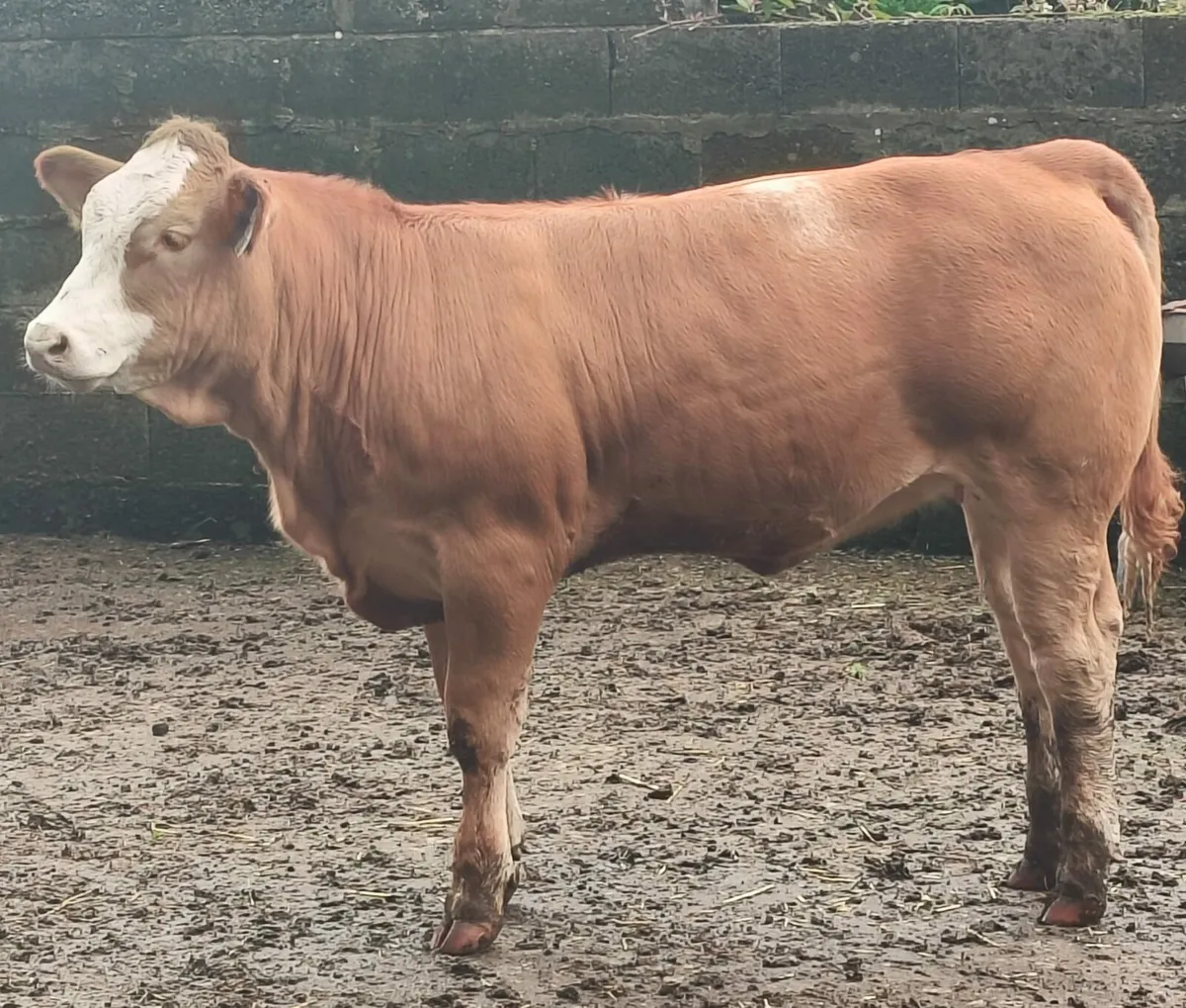 Weanling Heifers For Sale - Image 4