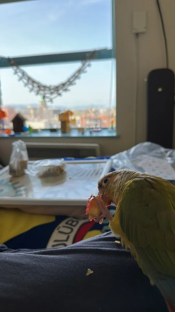 Conure - Image 1