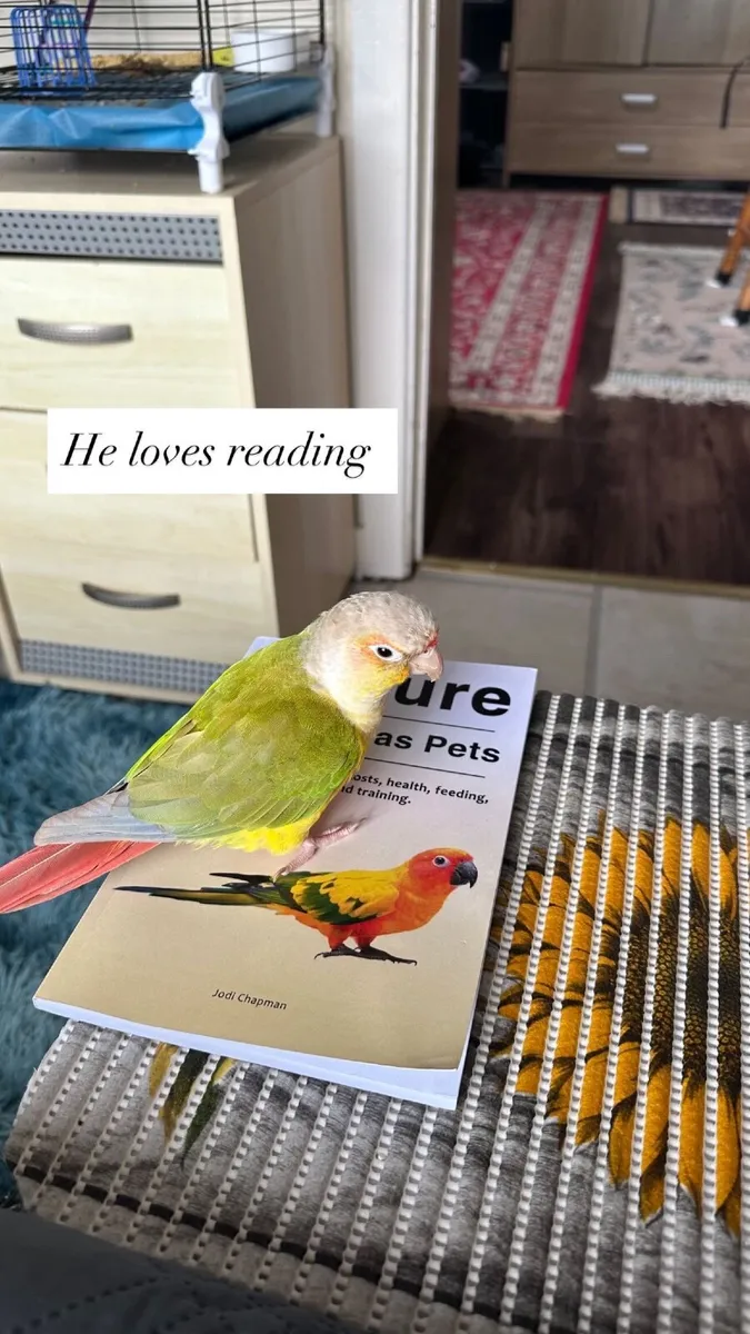 Conure - Image 2
