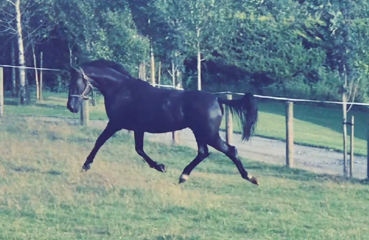 Sji measured filly - Image 1