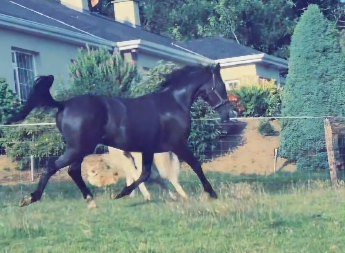 Sji measured filly - Image 2