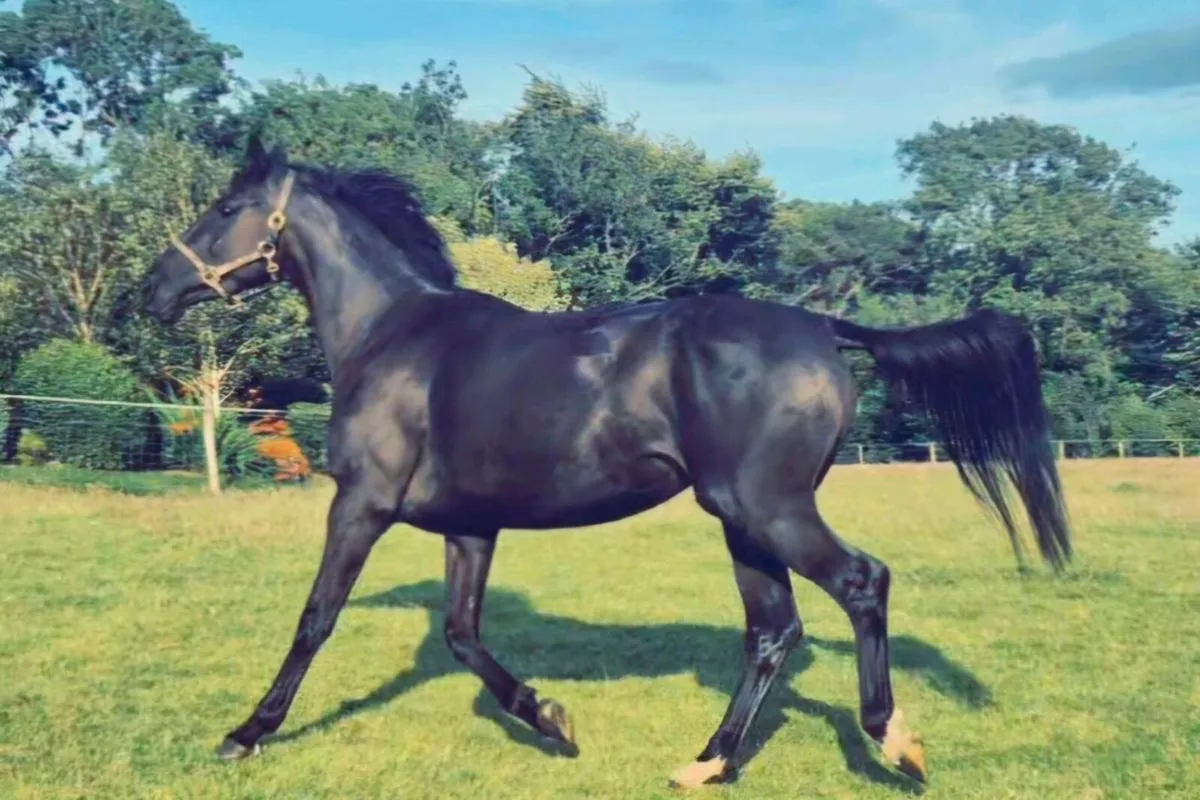 Sji measured filly - Image 4