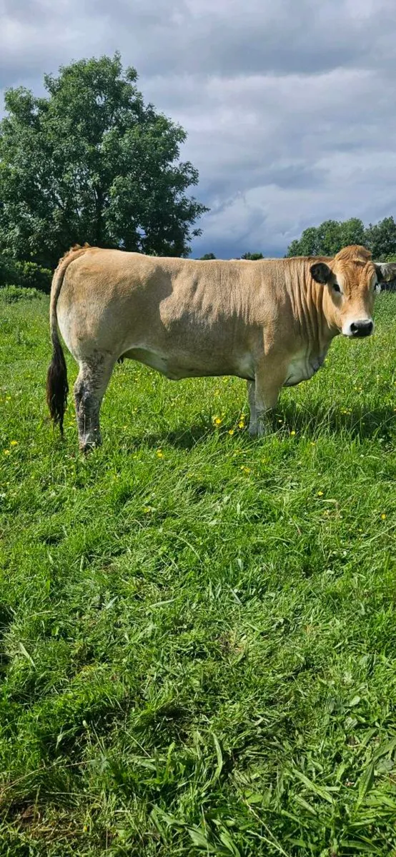 Aubrac Heifer - Image 1