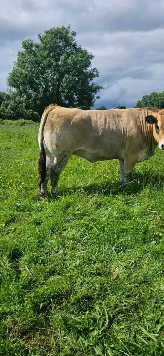 Aubrac Heifer - Image 2