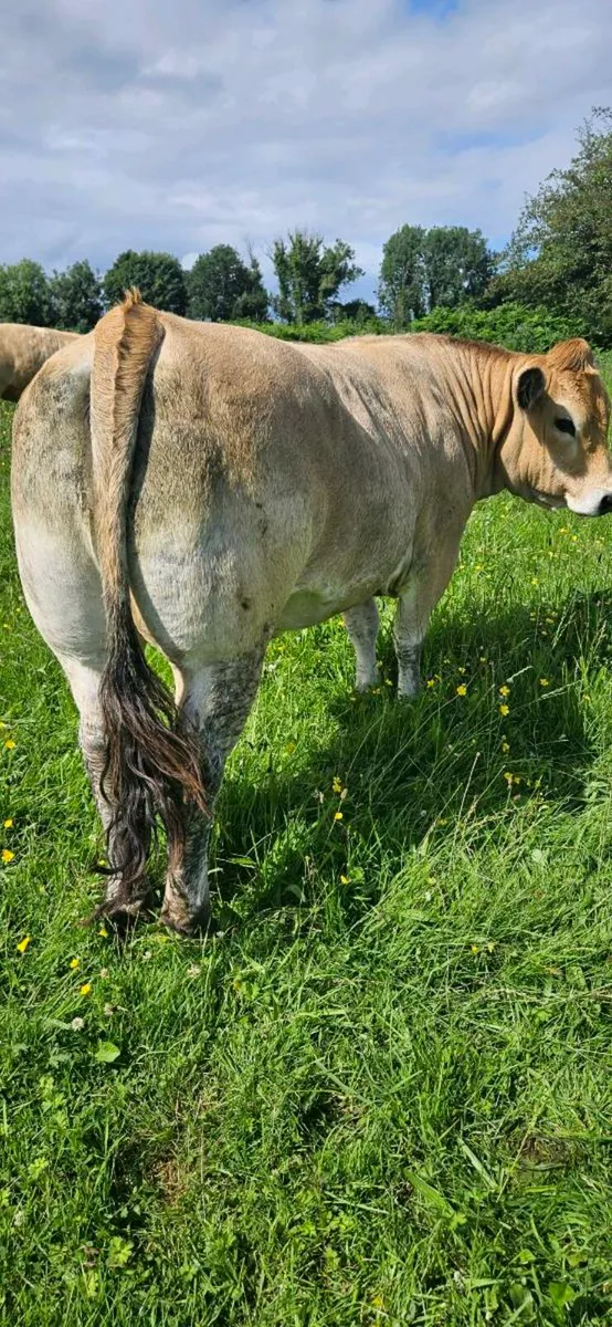Aubrac Heifer - Image 3