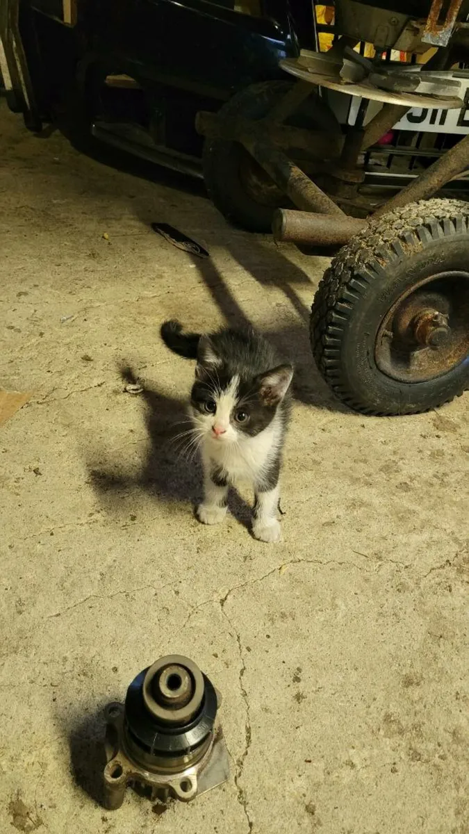 Kitten - Image 1