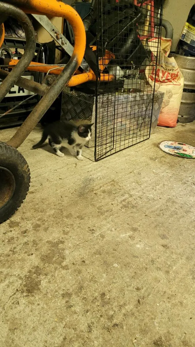 Kitten - Image 2