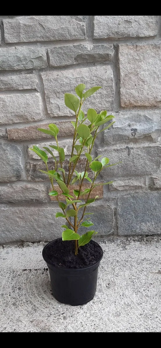 Griselinia - Image 3