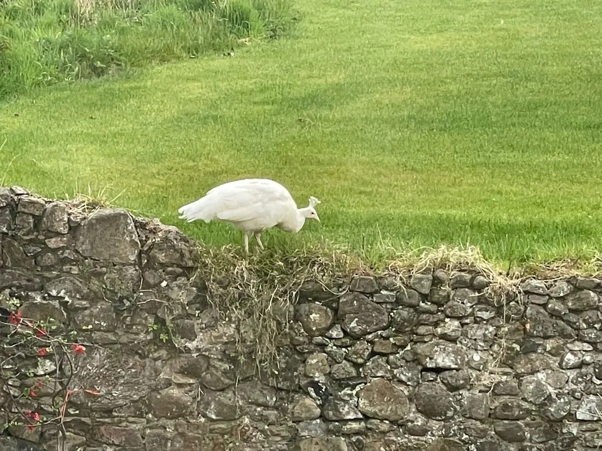 Peafowl - Image 2