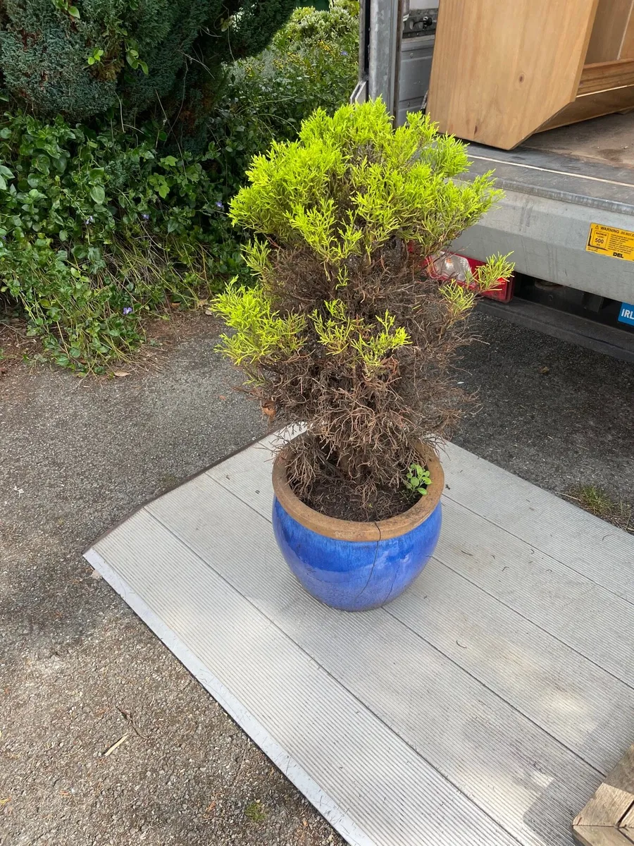 Tree for garden €15 - Image 2