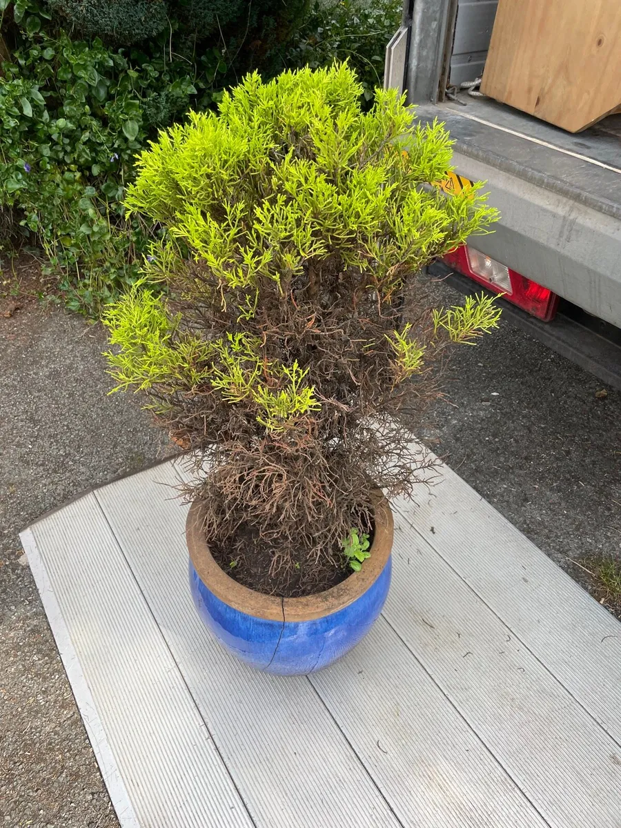 Tree for garden €15 - Image 3
