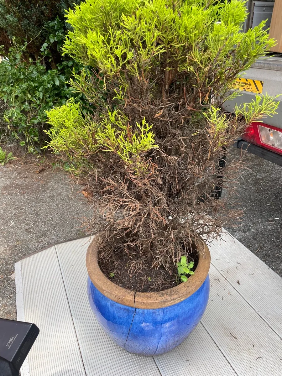 Tree for garden €15 - Image 4