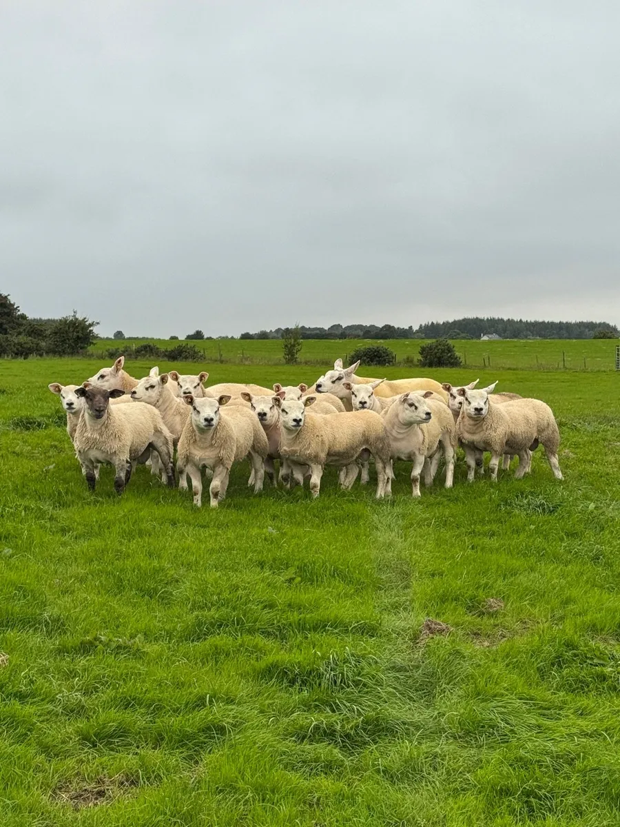 Texel Ram Lambs SIS Eligible