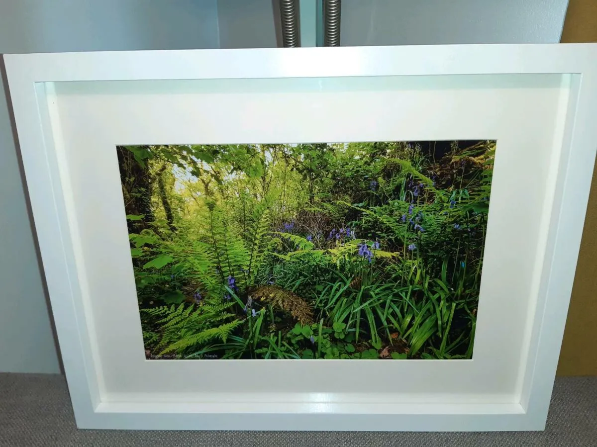 Ballyannan Woods, Midleton - Image 2