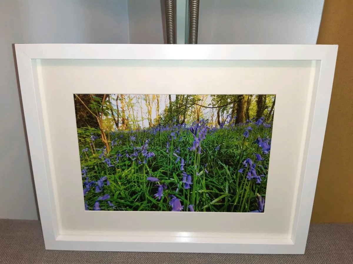 Ballyannan Woods, Midleton - Image 4