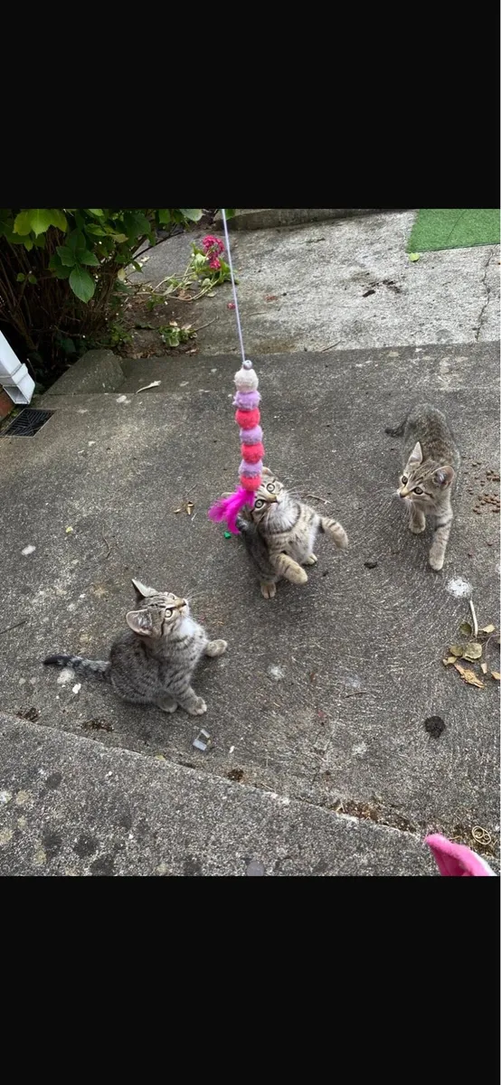 Kittens - Image 2