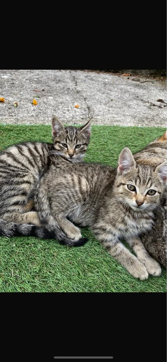 Kittens - Image 3