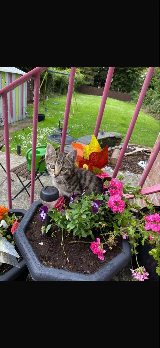 Kittens - Image 1