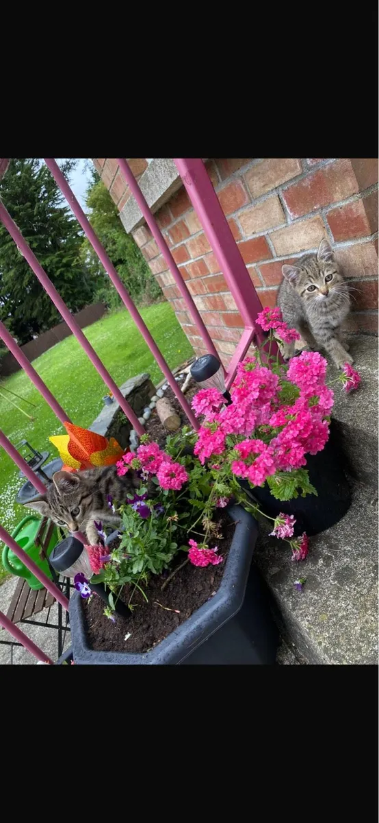 Kittens - Image 4