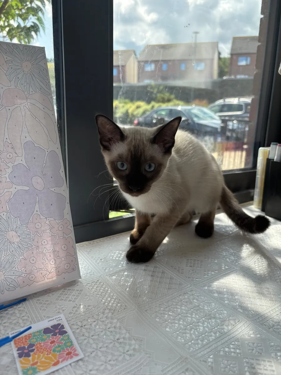Kittens - Image 2