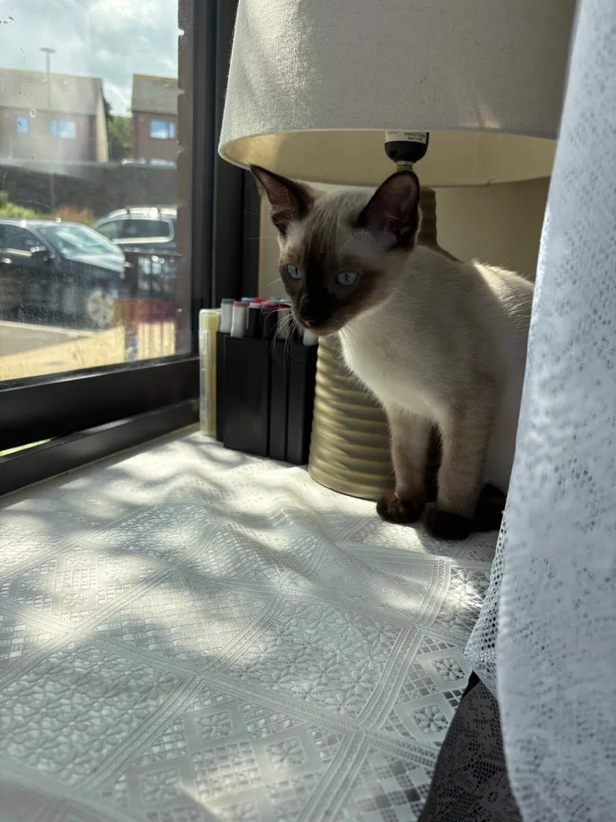 Kittens - Image 3