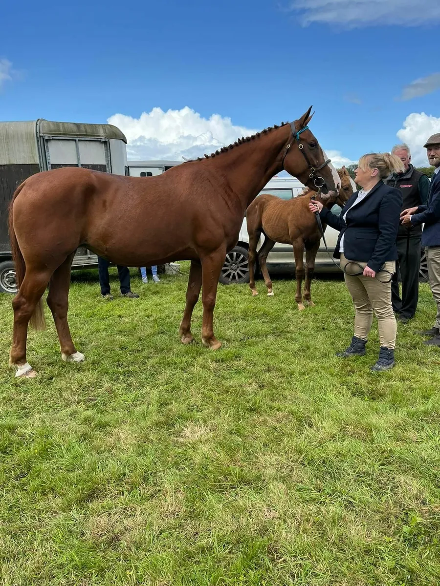 Traditional Irish Sport Horse - Image 1