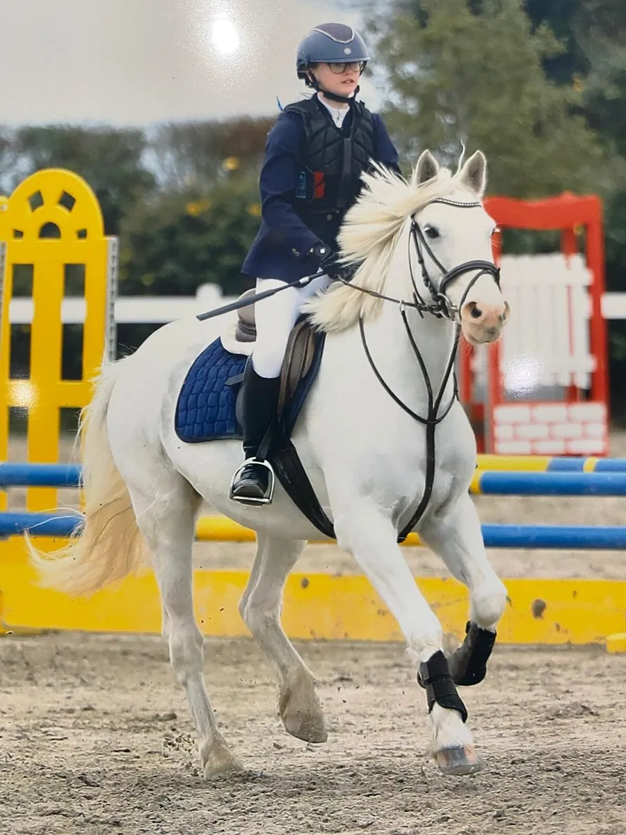 Pony for sale - Image 2