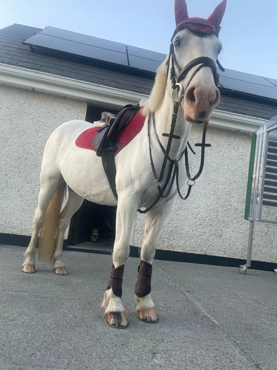 Pony for sale - Image 3