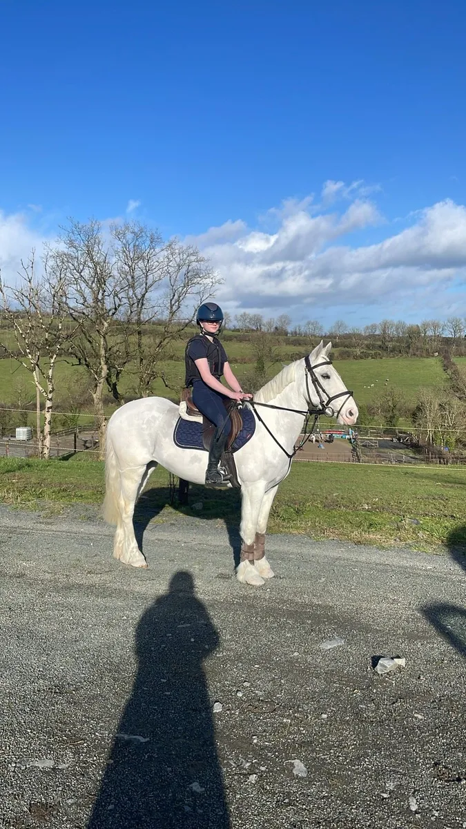Pony for sale - Image 4