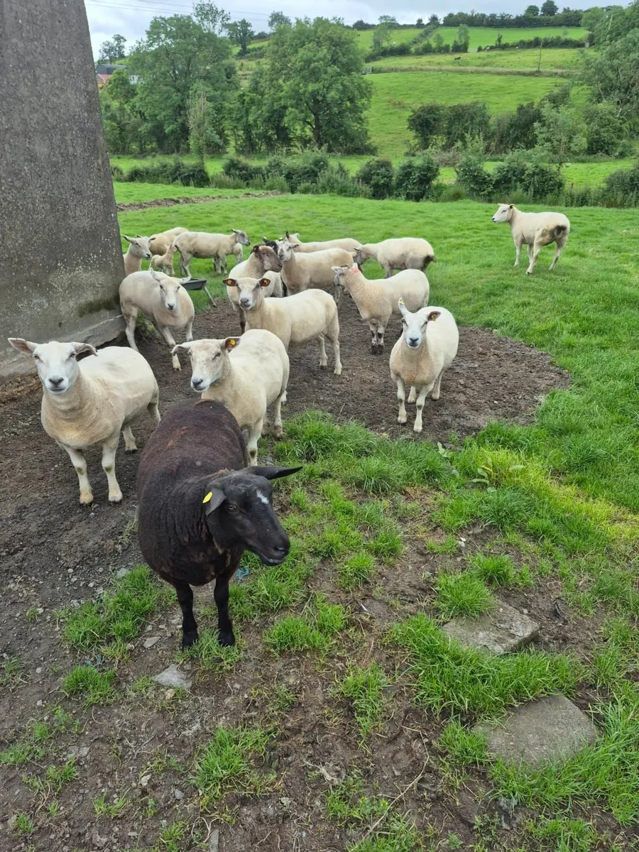Hoggets - Image 4