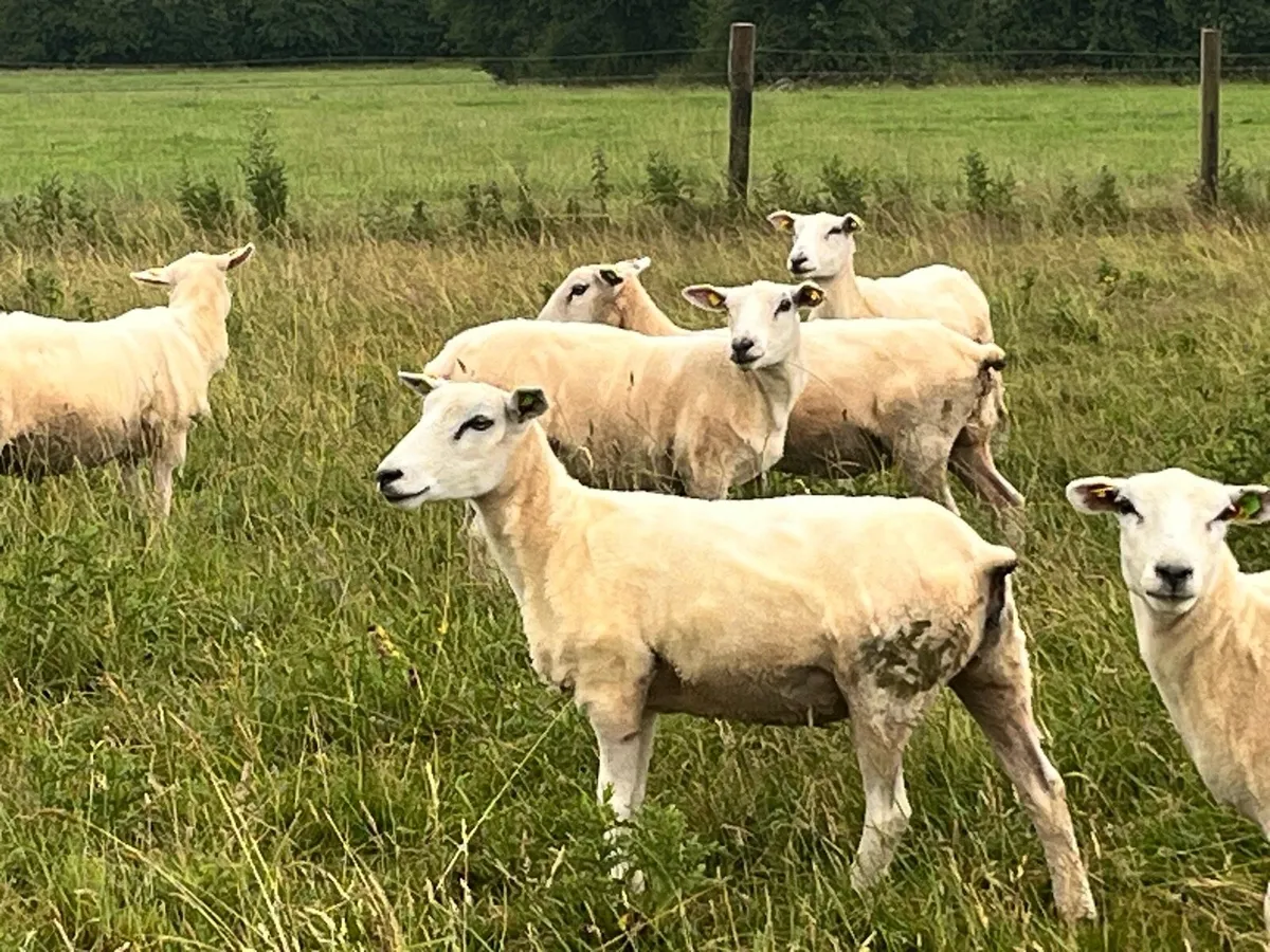 Hogget Ewes - Image 1