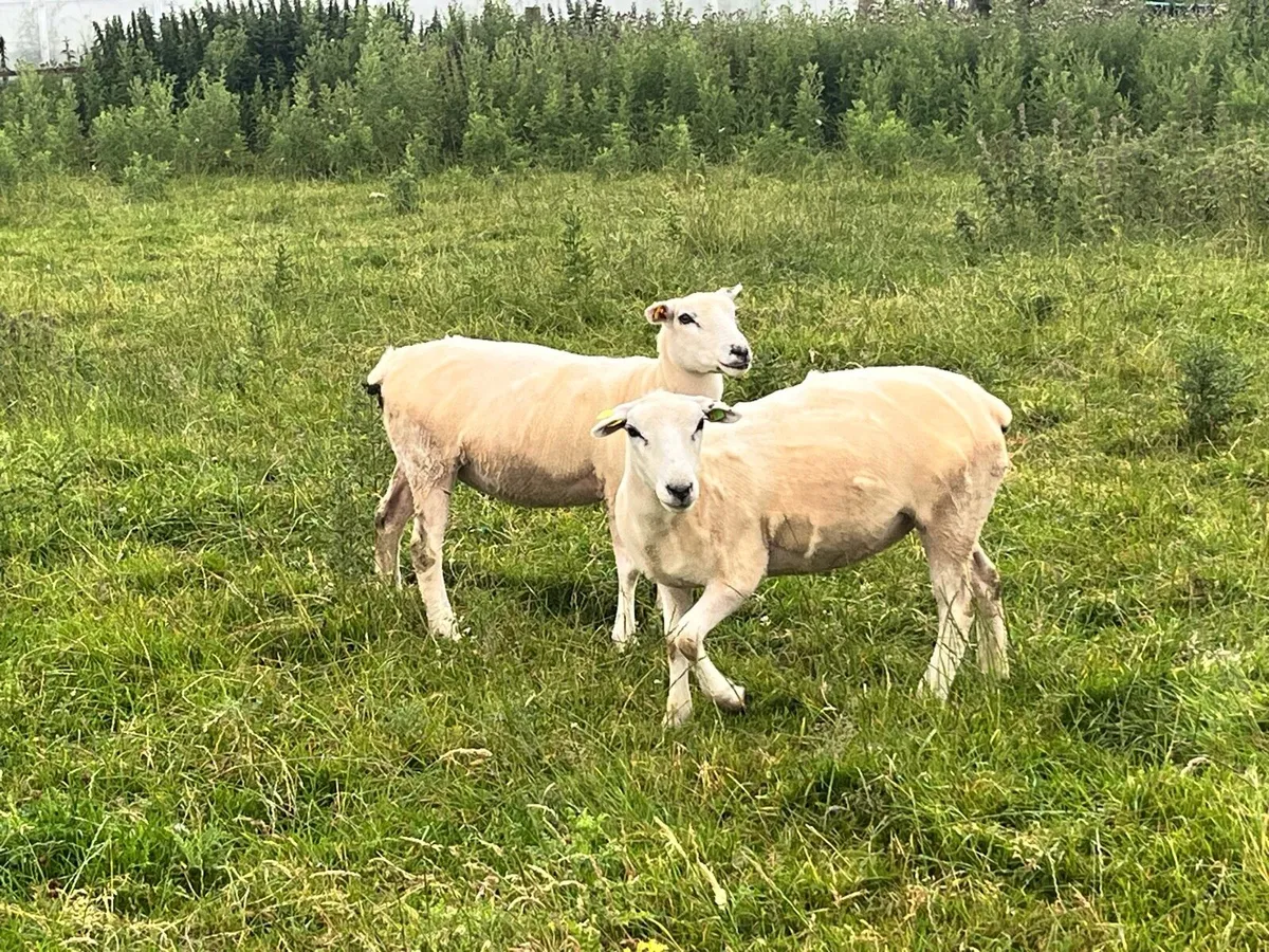 Hogget Ewes - Image 2