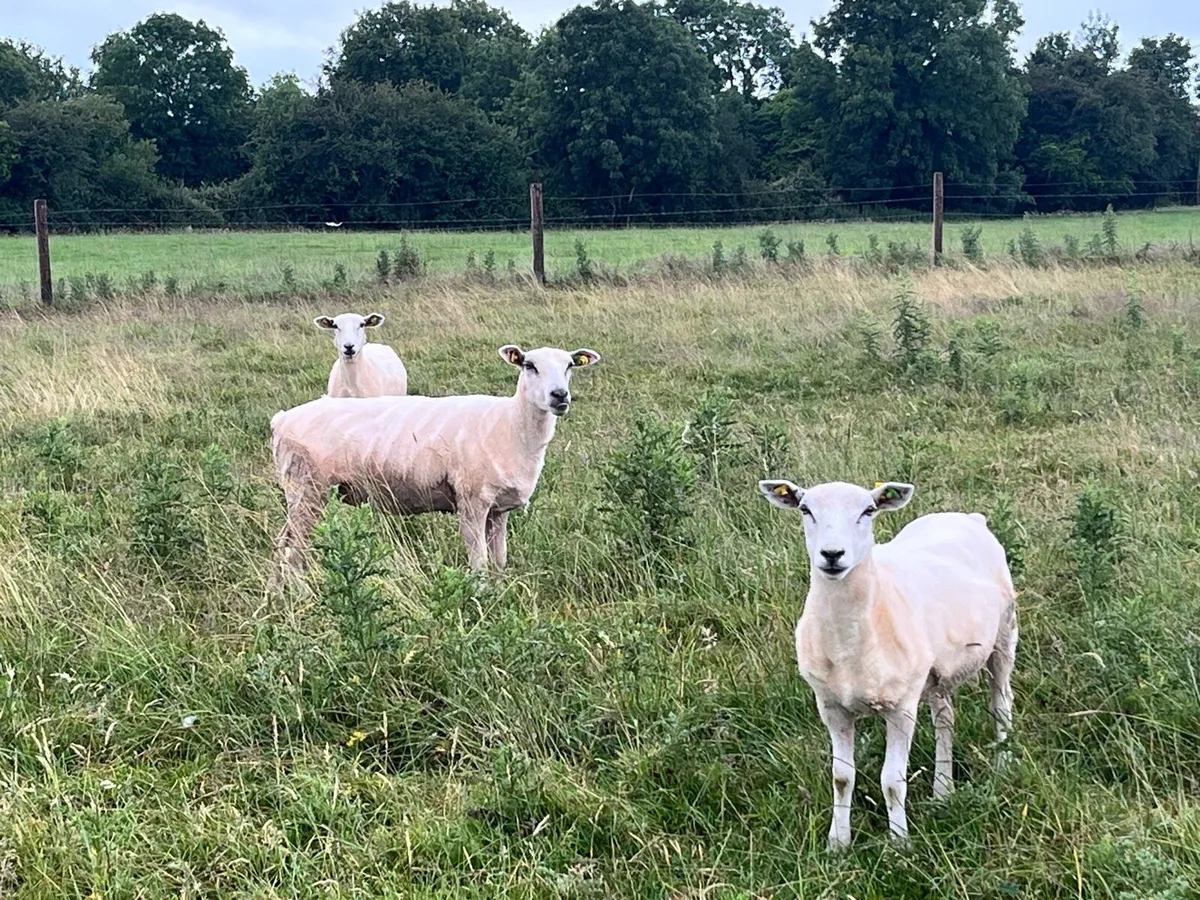 Hogget Ewes - Image 3