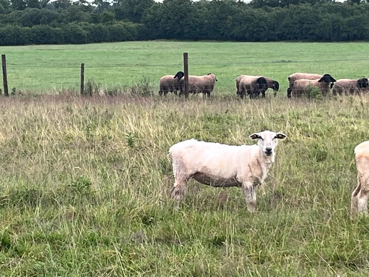 Hogget Ewes - Image 4
