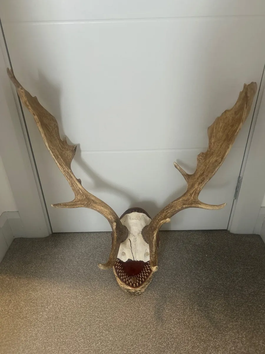 Antique mounted deer antlers/ skull cap - Image 1