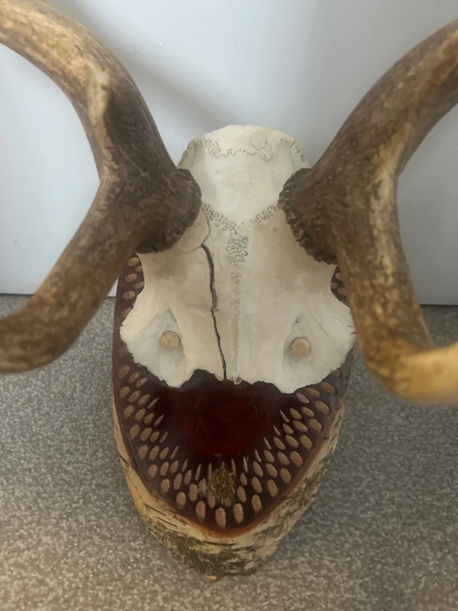 Antique mounted deer antlers/ skull cap - Image 2