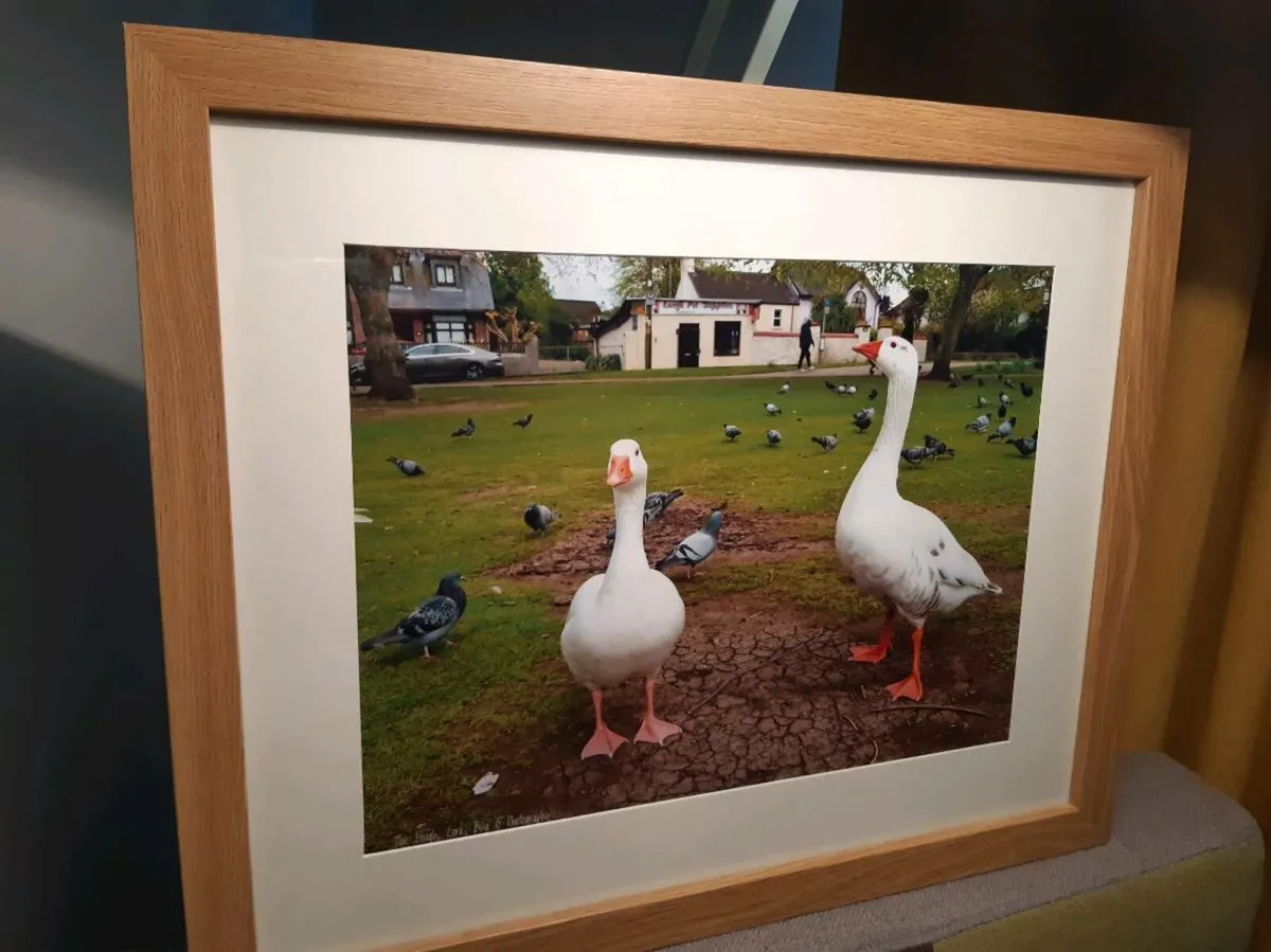 The Lough, Cork - Image 4