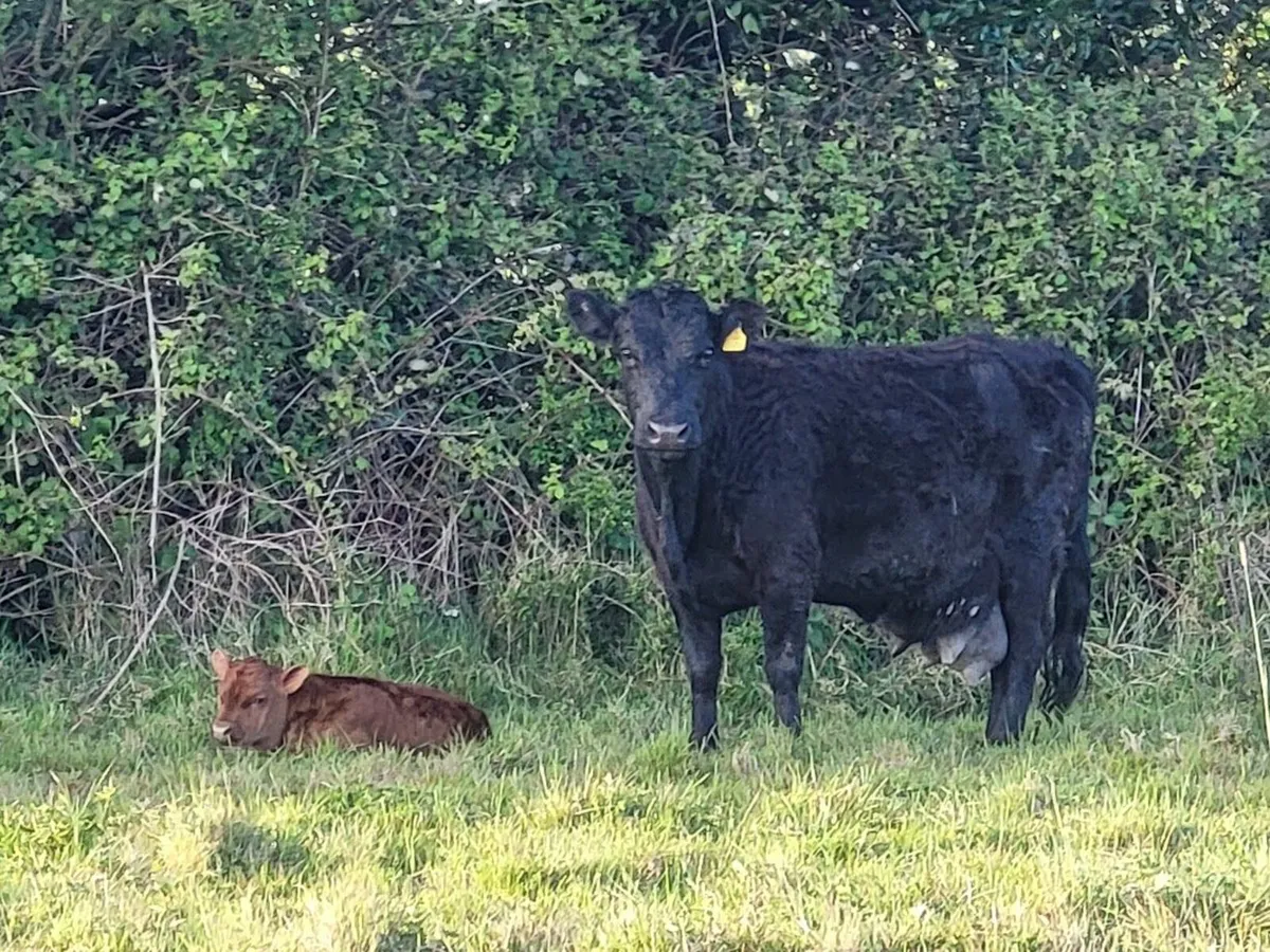 Dexter cattle for sale (Heifers, cows,calfs) - Image 2