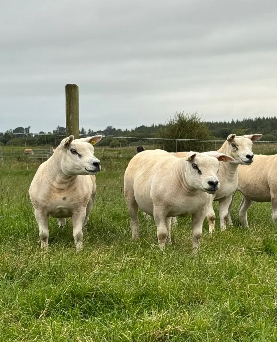 Pedigree Texel ewe hoggets - Image 1