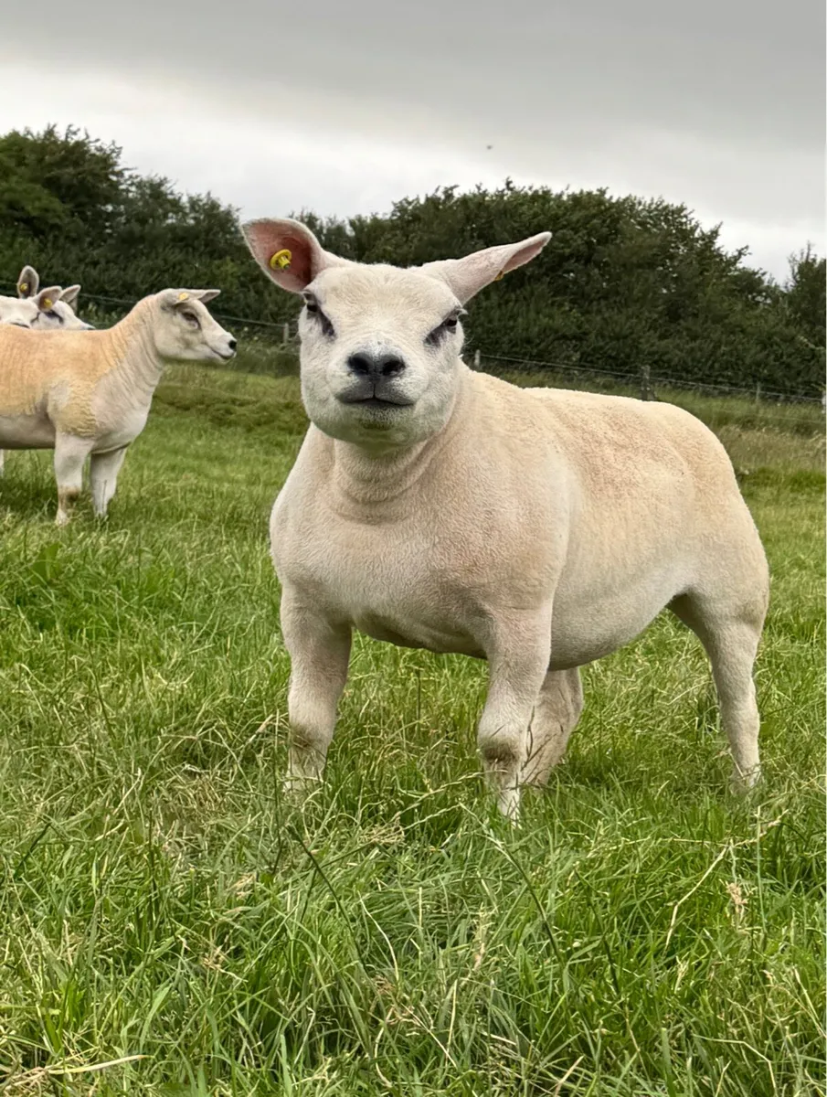 Pedigree Texel ewe hoggets - Image 3