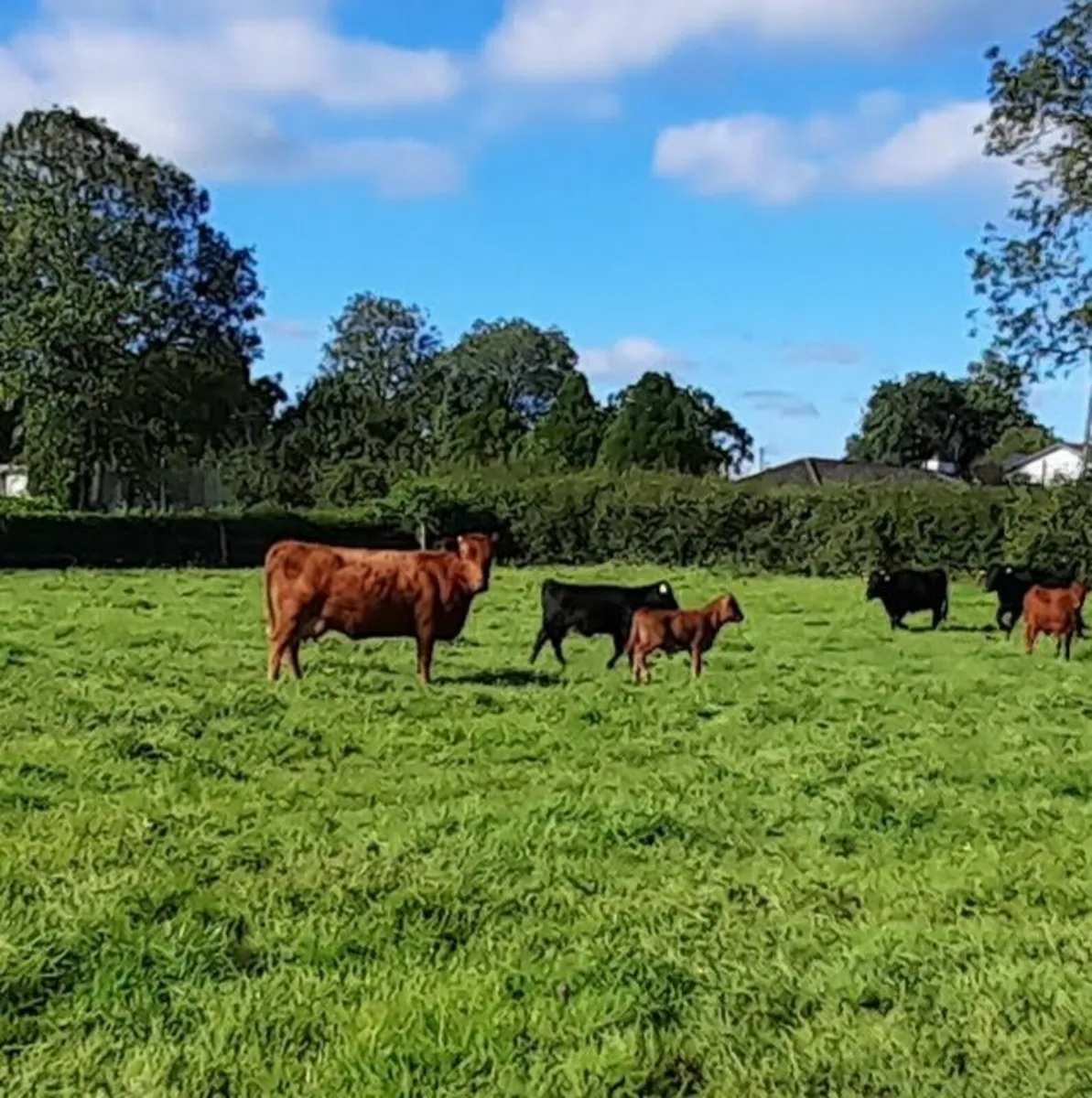 Dexter cattle for sale (Heifers, cows,calfs) - Image 3