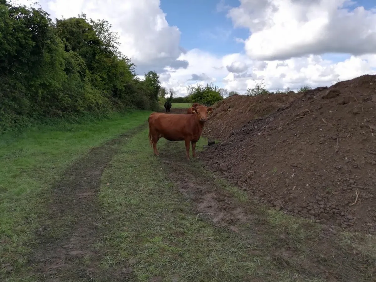 Dexter cattle for sale (Heifers, cows,calfs) - Image 4