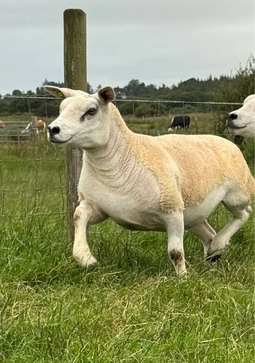 Pedigree Texel ewe hoggets - Image 2