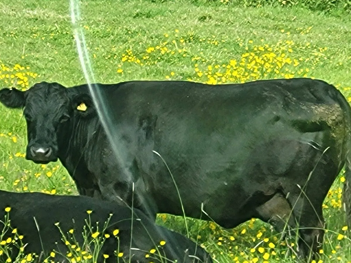 Dexter cattle for sale (Heifers, cows,calfs) - Image 1