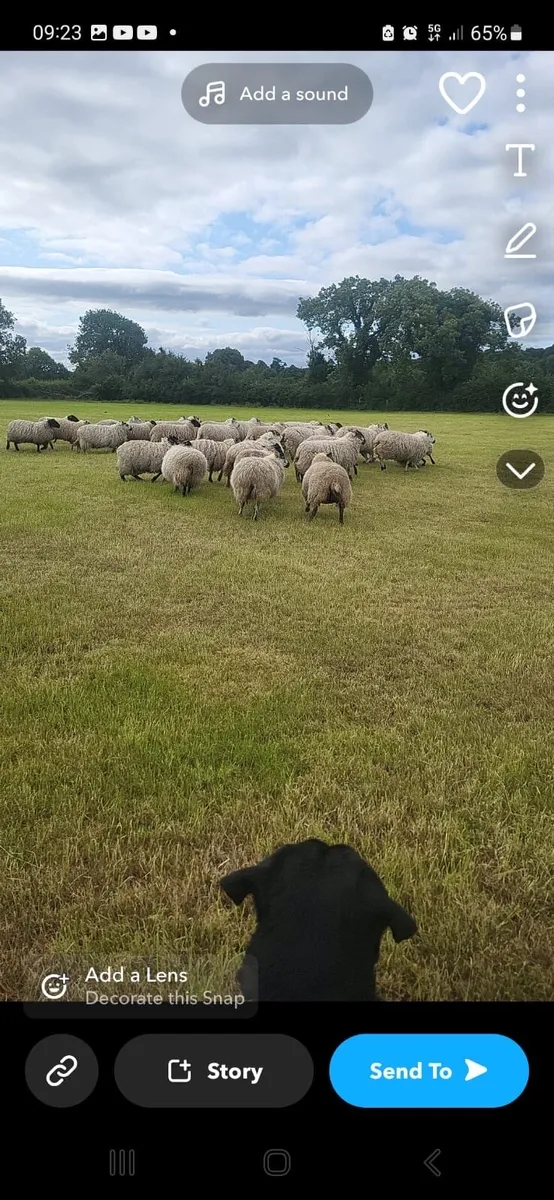 Hogget ewes - Image 1
