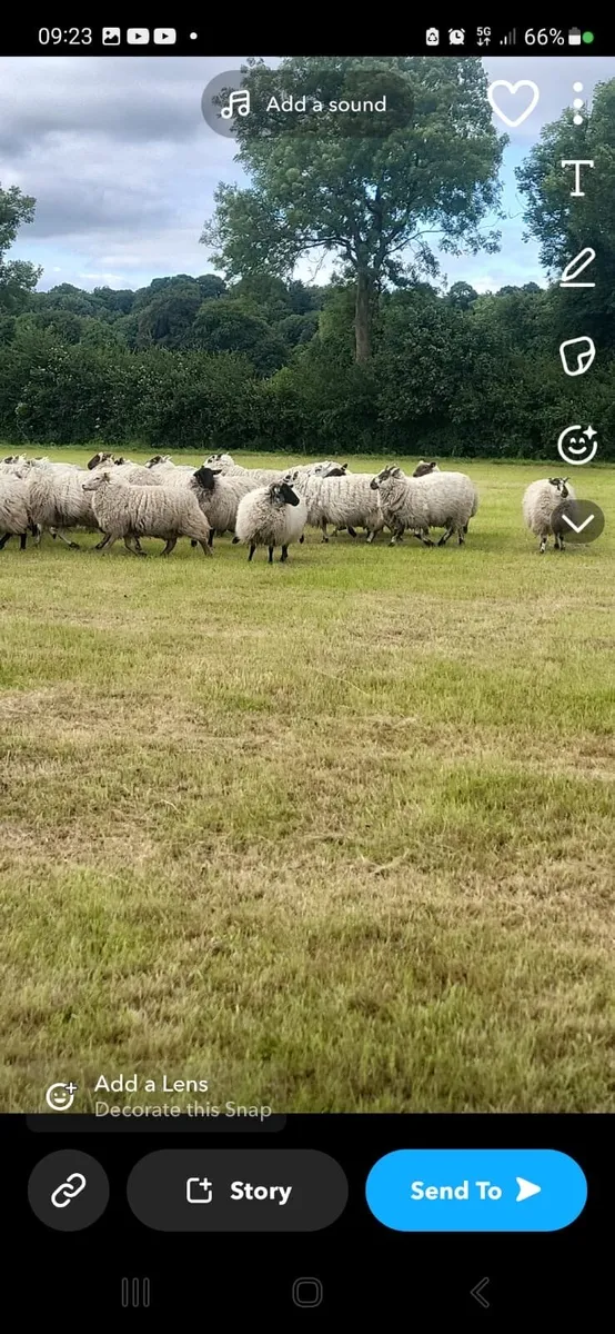 Hogget ewes - Image 2