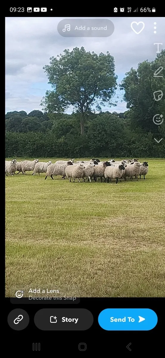 Hogget ewes - Image 3