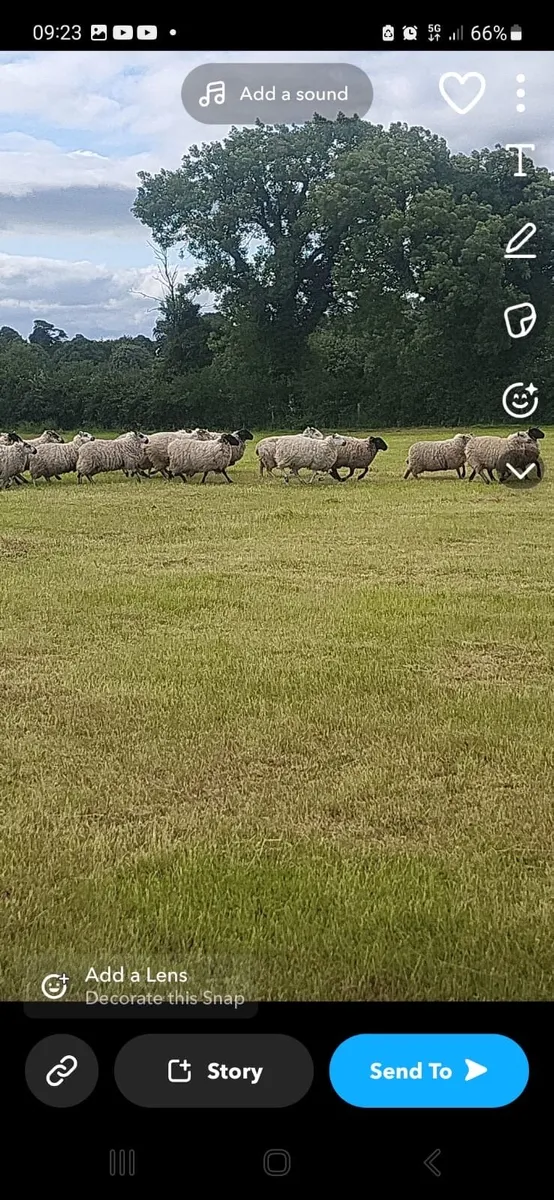 Hogget ewes - Image 4