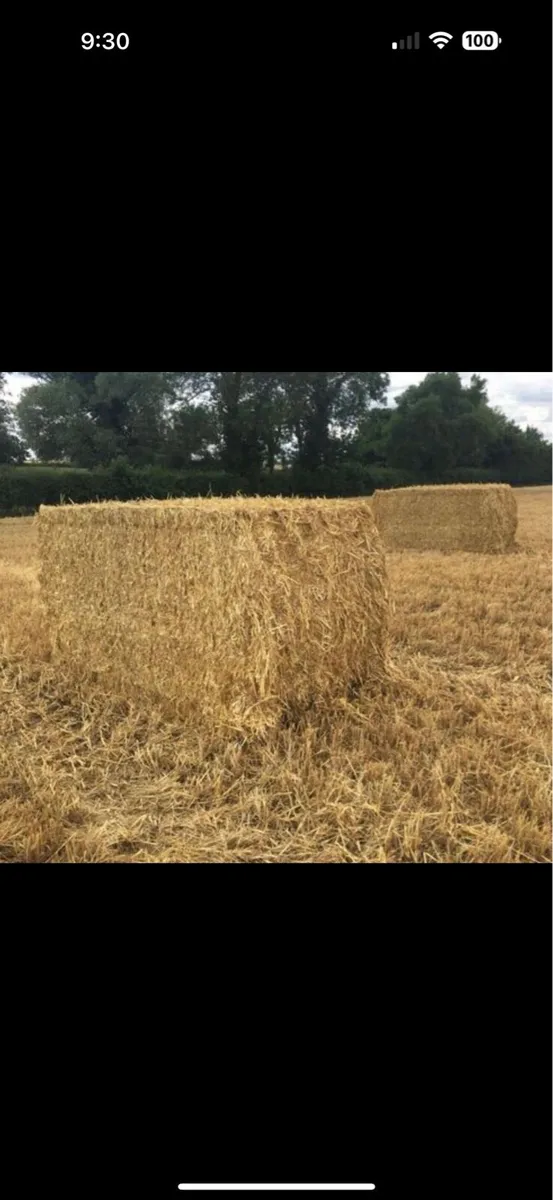 2025 barely, wheaten & oaten straw - Image 2